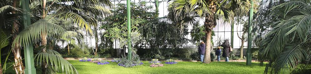 Die Wilhelma kombiniert einen zoologischen mit einem botanischen Garten. Palmen in Gewächshaus