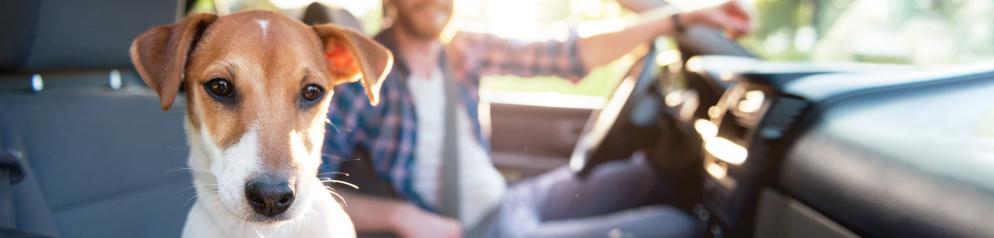 Hund als Beifahrer Hund als Beifahrer