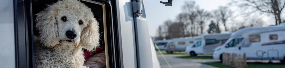 Hund im Wohnmobil Hund schaut aus Wohnmobilfenster