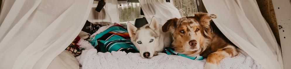 Hunde im Campervan Hunde im Campervan