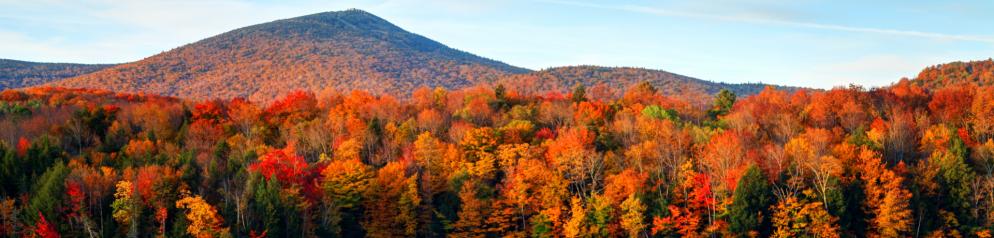 Wald in herbstlichen Farben