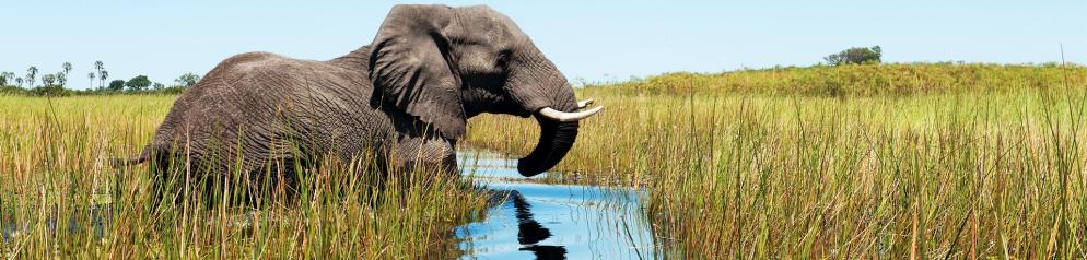 Botswana Fluss Elefant Botswana Fluss Elefant