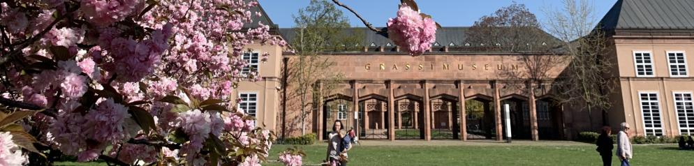 Kirschblüte am Grassimuseum in Leipzig