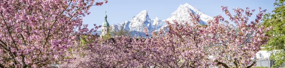 Kurgarten Berchtesgaden zur Kirschblüte