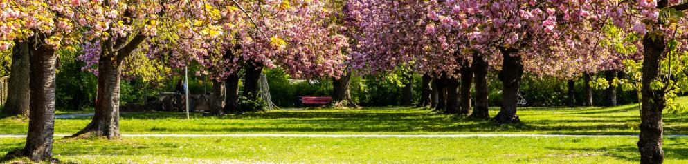 Kirschblütenallee in Berlin