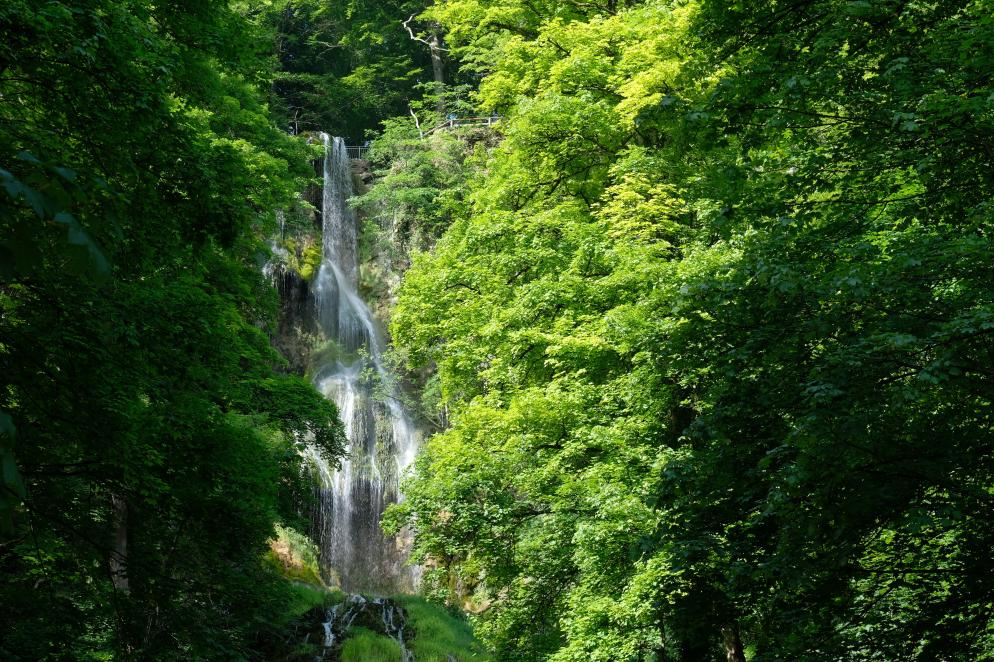 Wasserfall im üppigen Wald