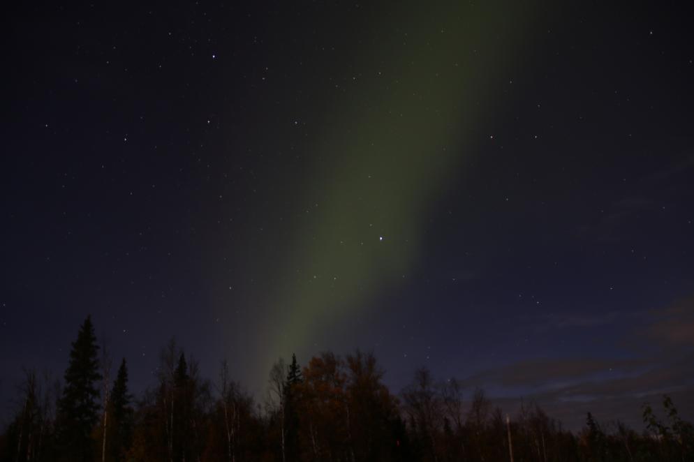 Nordlicht über Wald