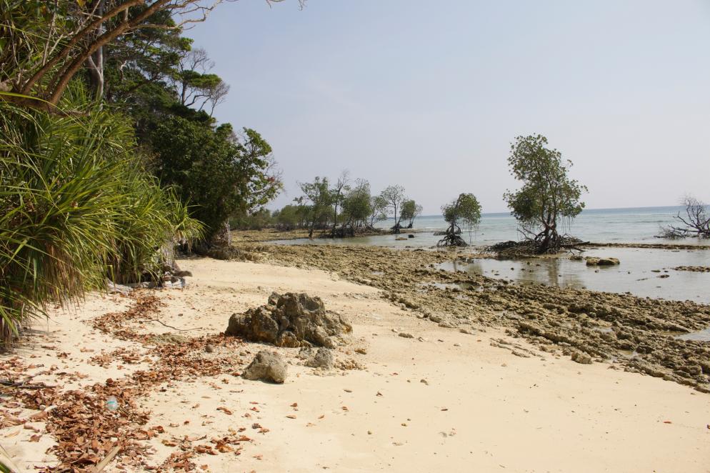 Indien: Andamannen - Neil Island Ebbe