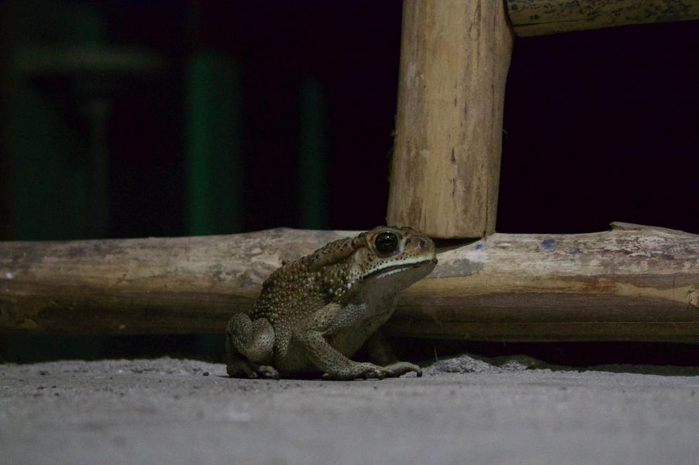 Indien: Andamannen - Neil Island Frosch