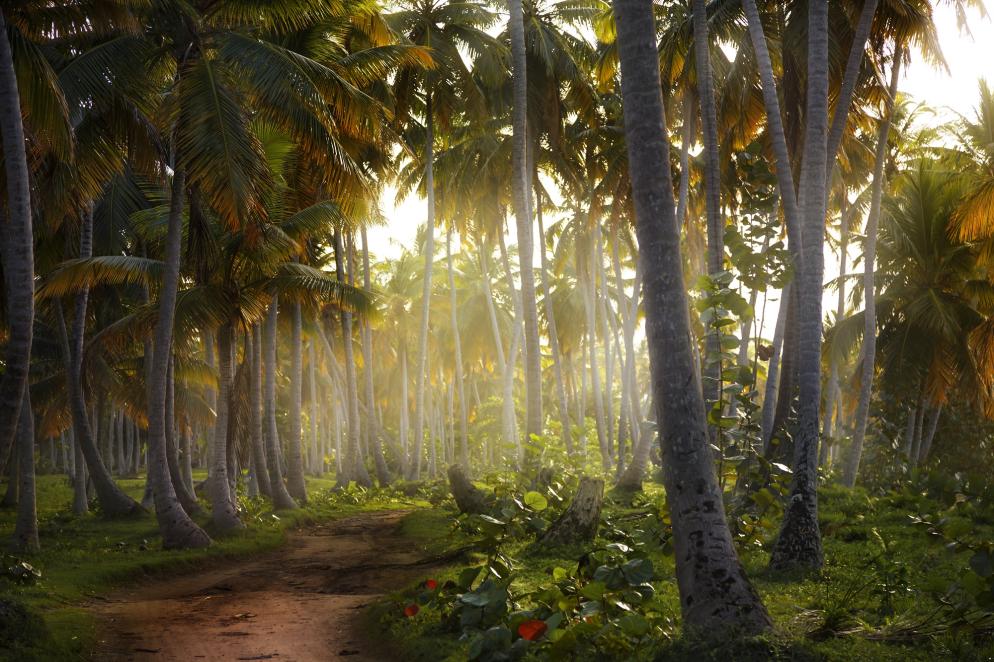 Dominikanische Republik: Karibik - Palmen