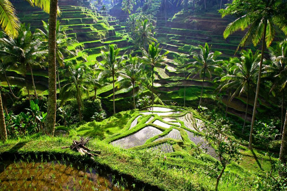 Indonesien: Bali - Ubud
