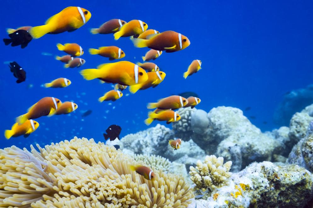 Malediven: Clownfische