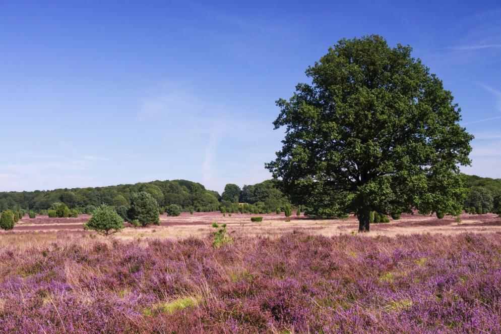Deutschland: Lüneburger Heide