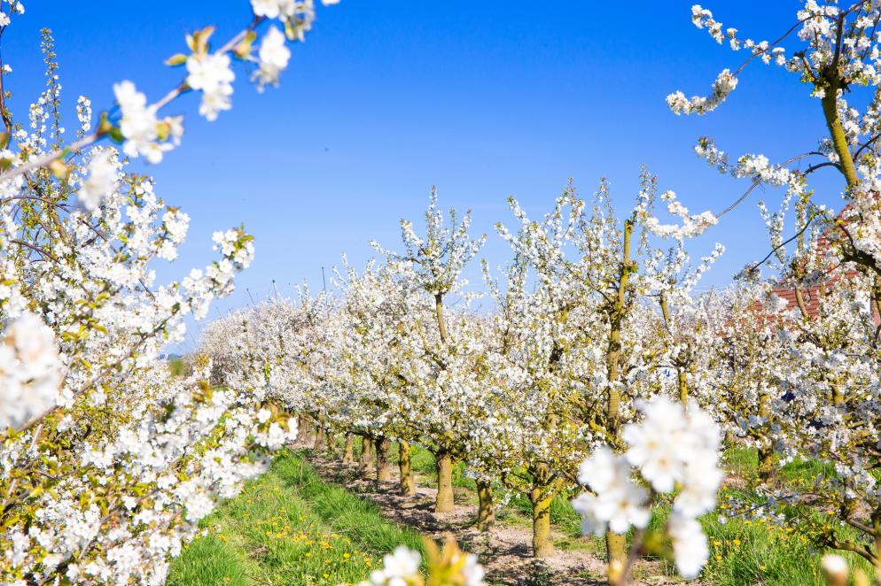 Deutschland: Niedersachsen - Altes Land