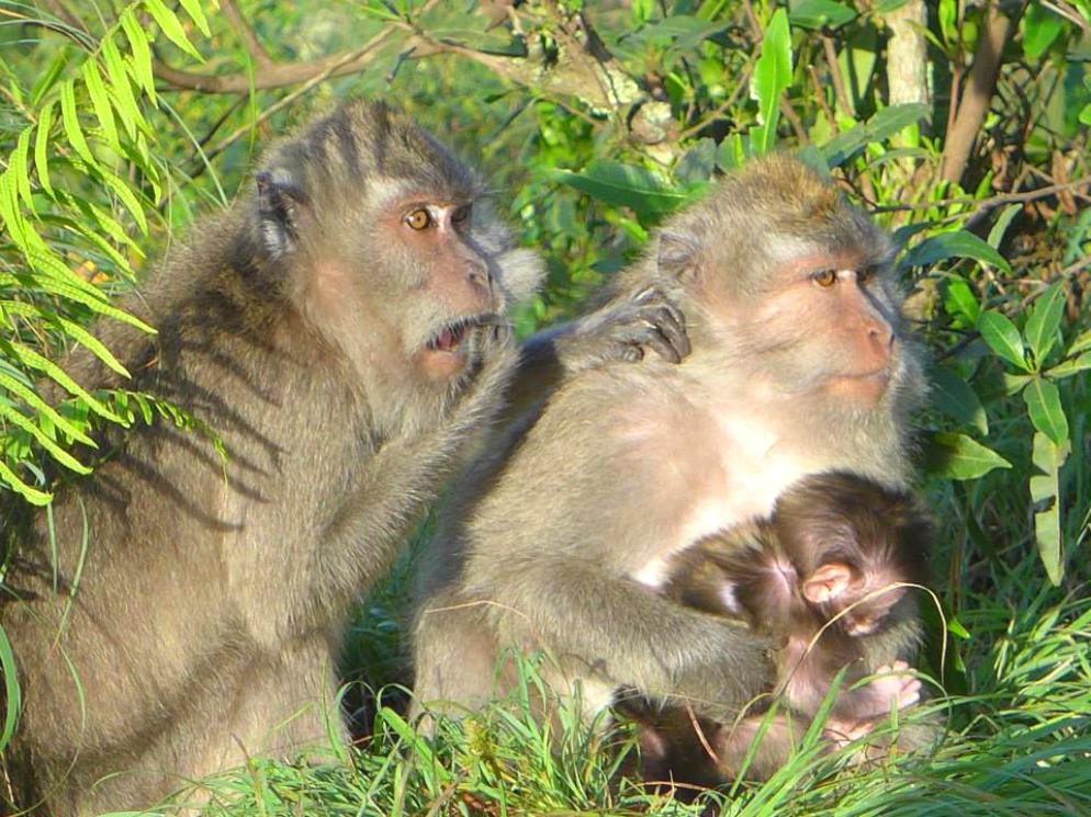 Indonesien: Bali - Affen