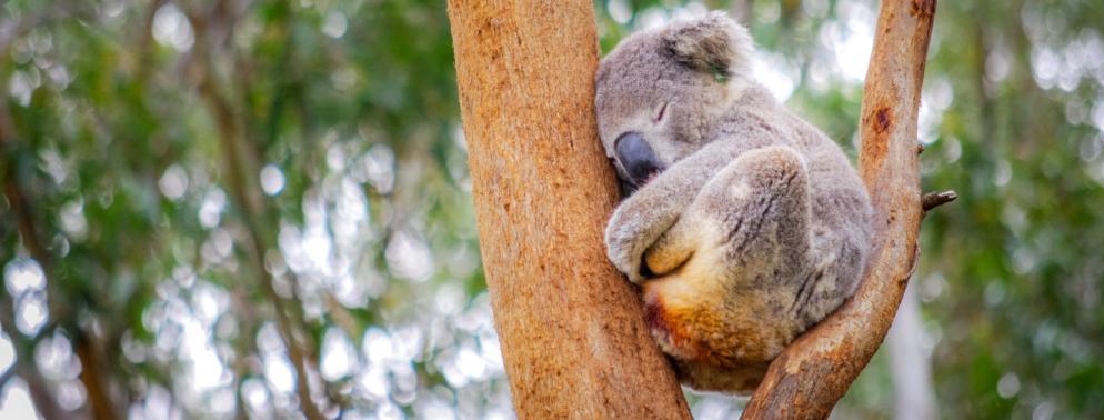 Rundreise_Australien: Cape Otway