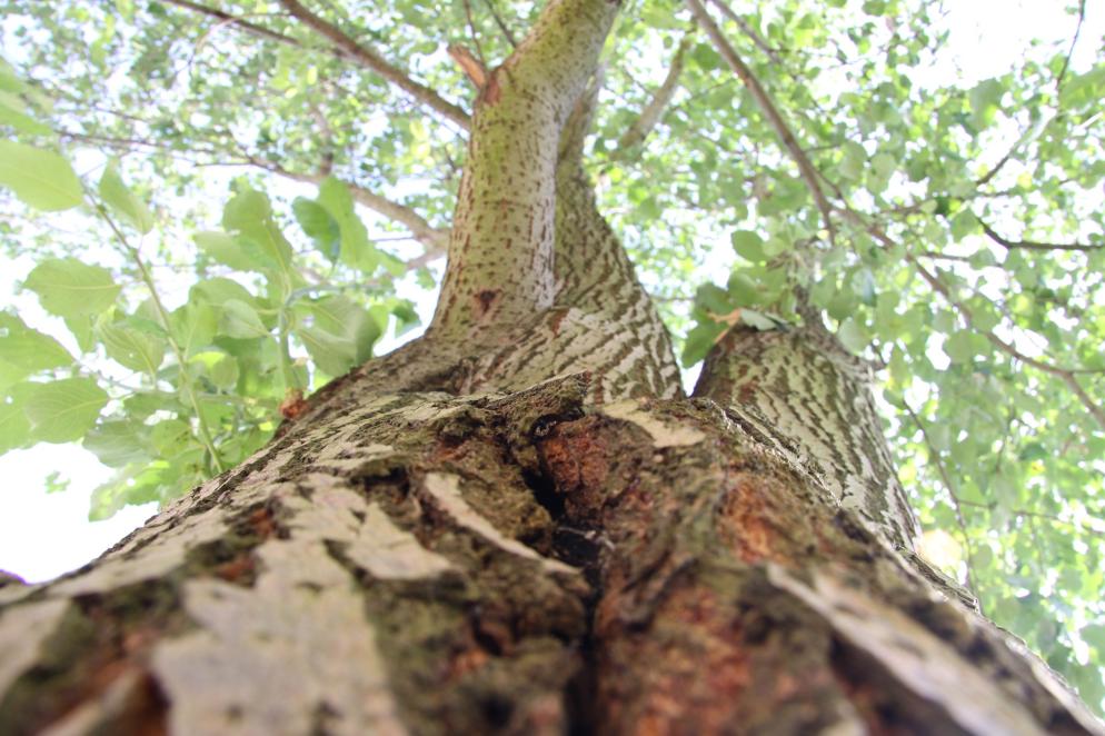 Sonstiges: Makroaufnahme - Baum