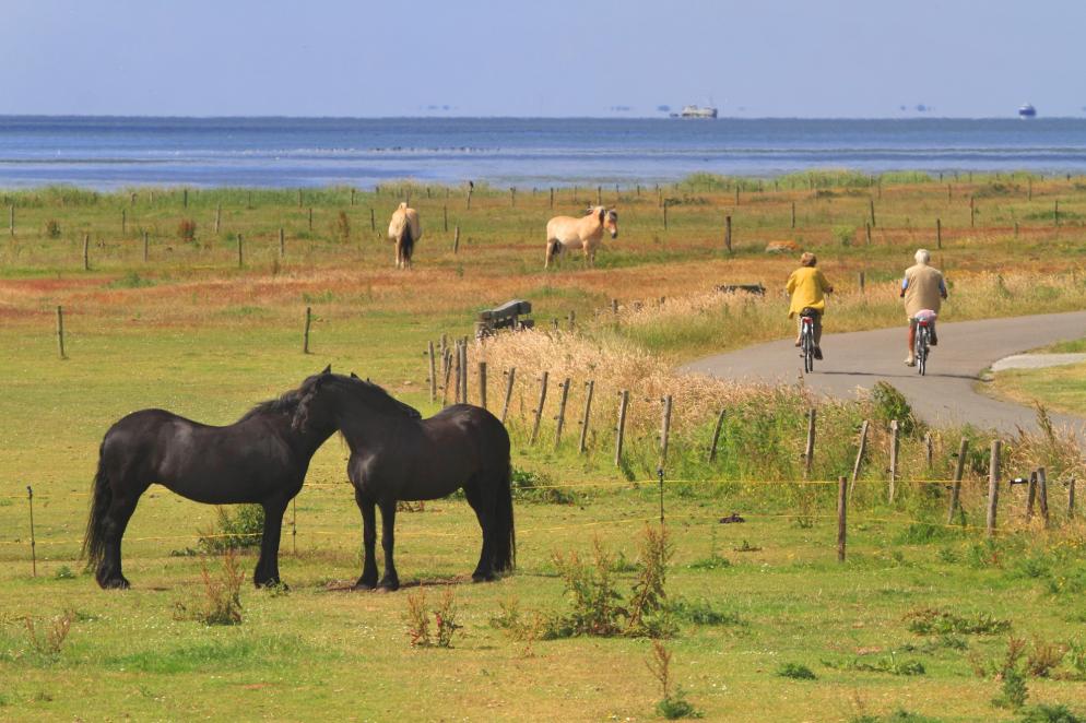 Niederlande: Nordseeküste