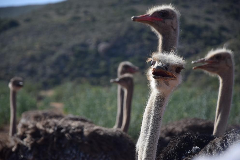 Südafrika: Straußenfarm