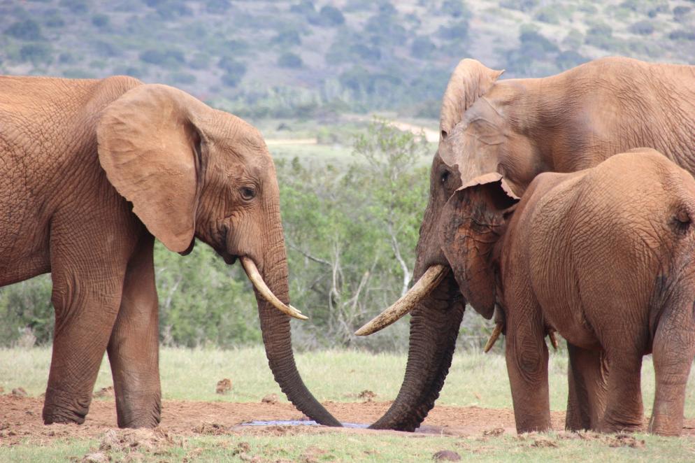 Südafrika: Elefanten