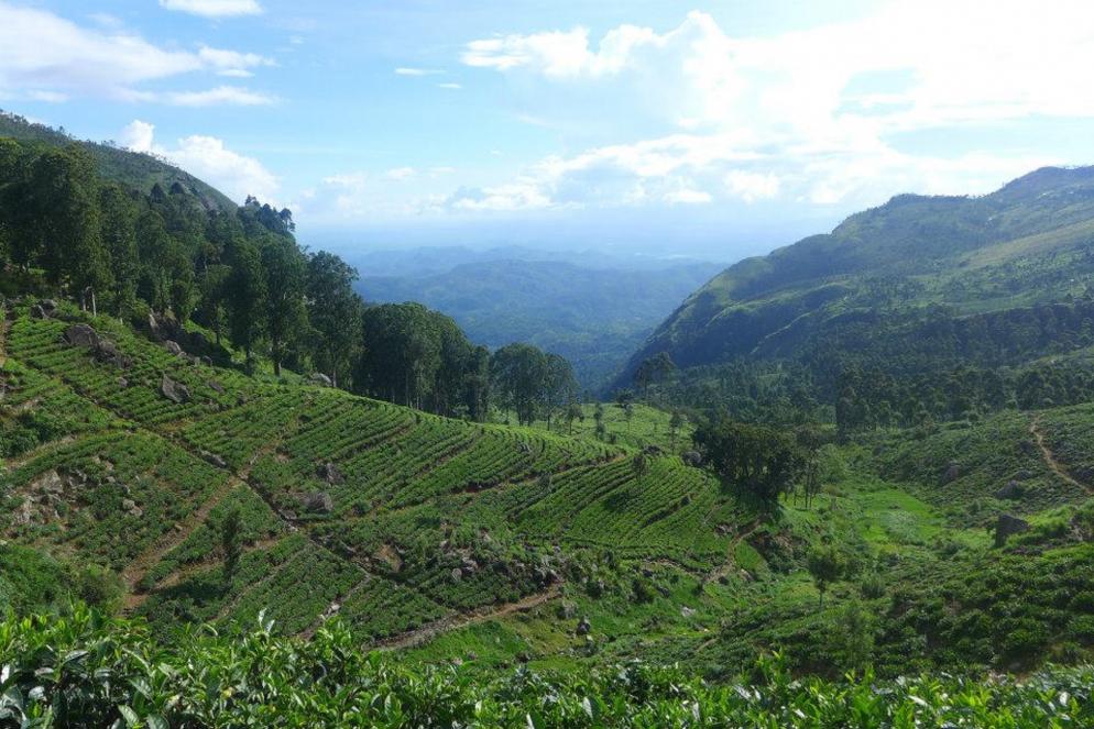 Sri Lanka: Teeplantage