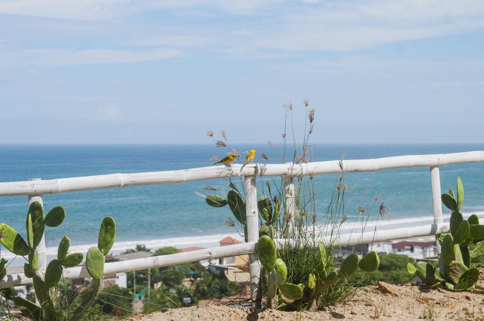 Spanien: Kanaren - Vogel