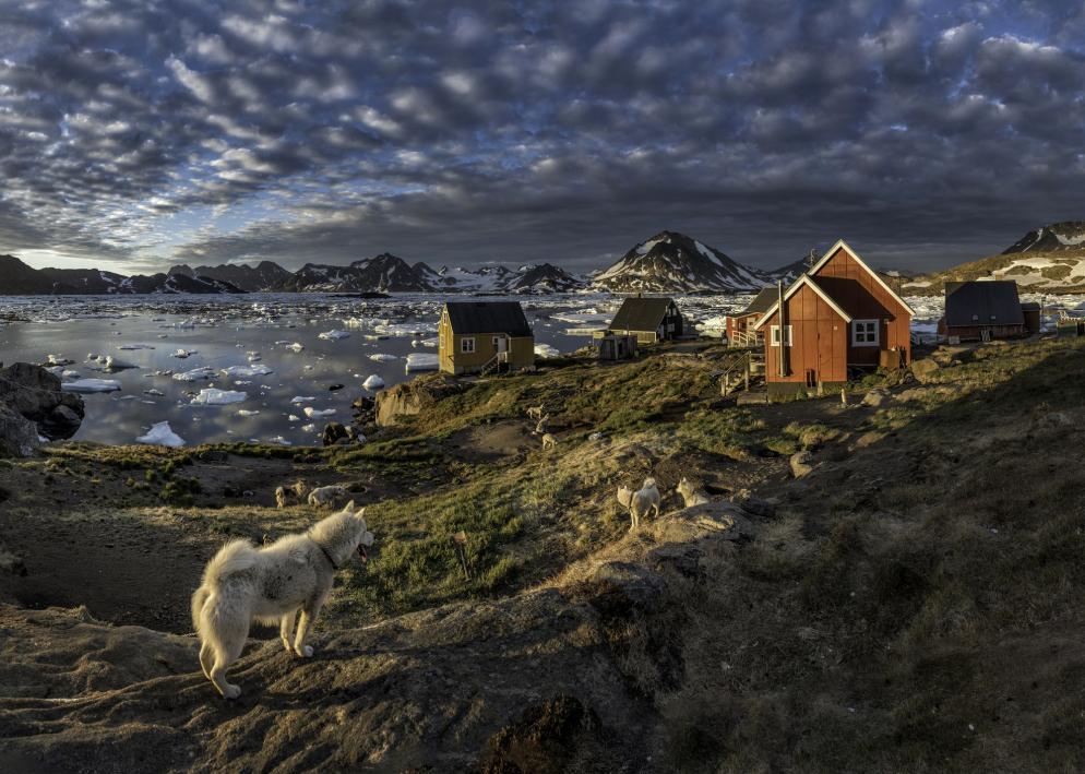 Grönland - Siedlung- Schlittenhunde