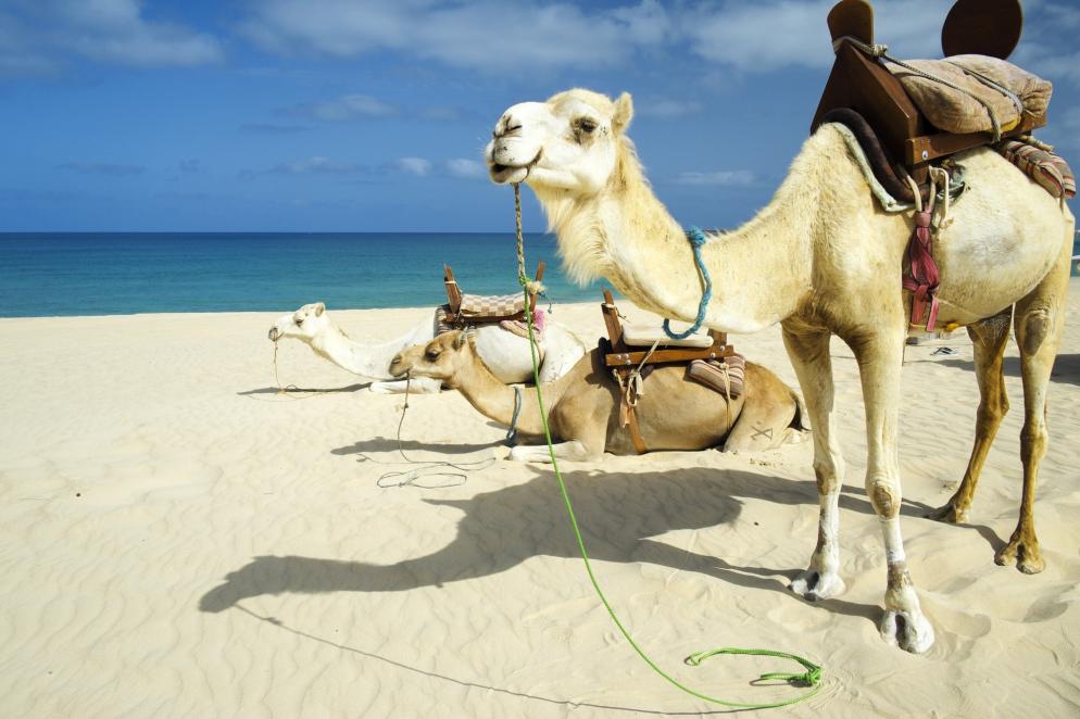 Kap Verde Boa Vista Strand