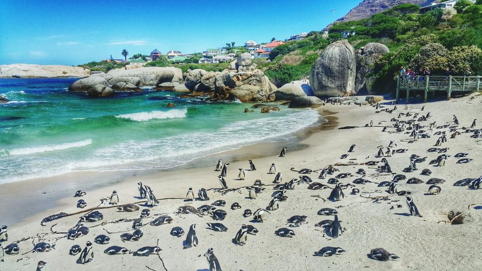 Südafrika: Kapstadt - Boulder Beach - Pinguine