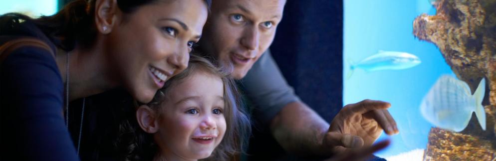 Urlaubsfinder: schmal-Mallorca - Aquarium Familie - Kind