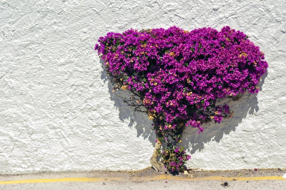 Gründe Málaga: Blumen - Sonne