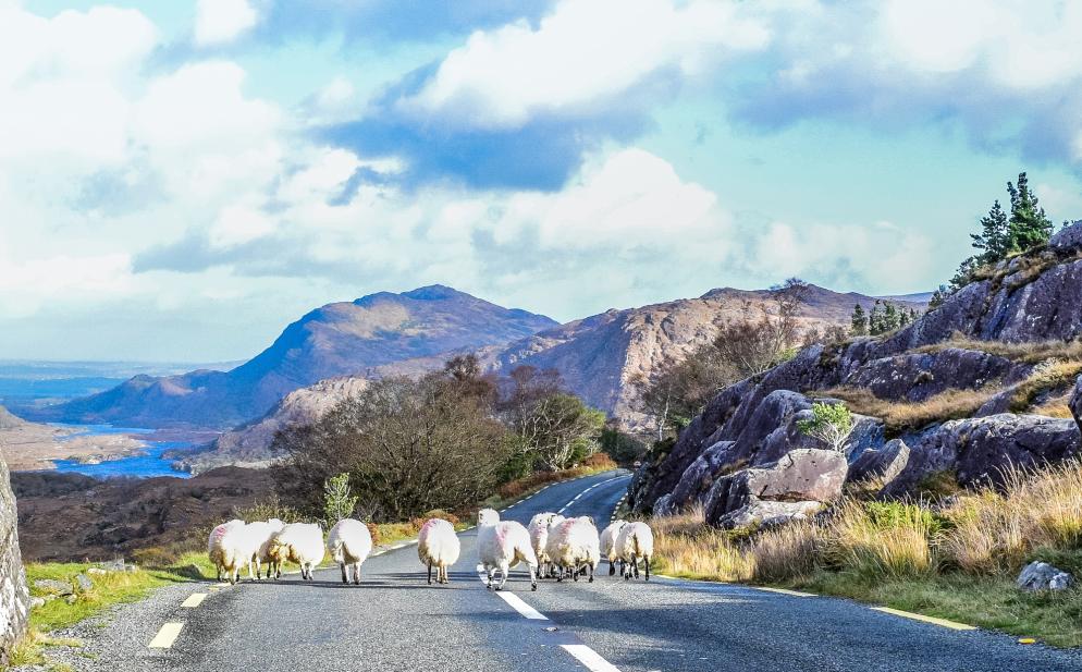 Irland: Ring of Kerry-Schafe