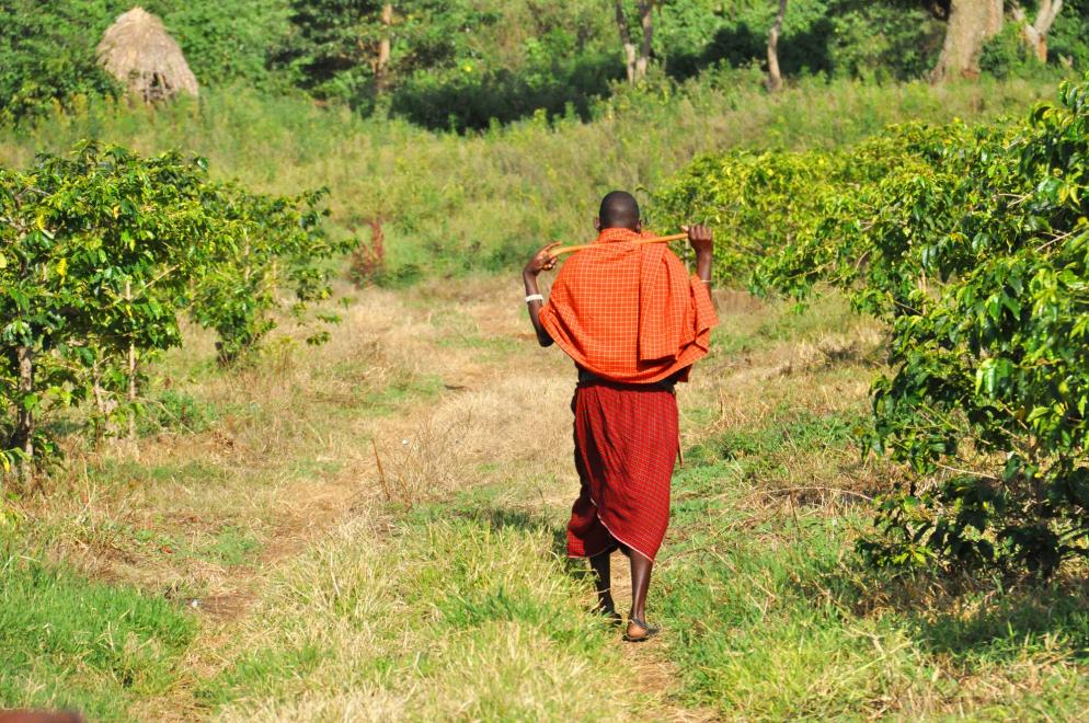 Tansania: Kaffee Massai