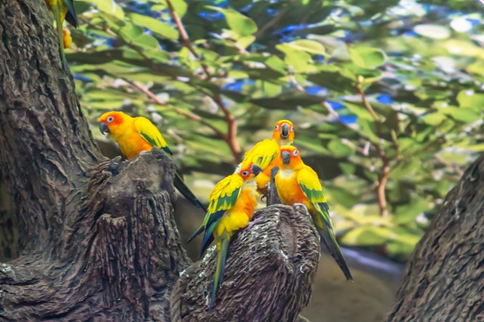 Teneriffa: Ausflugsziel - Loro Parque