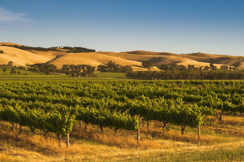 Australien: Wein Wüste Zuschnitt