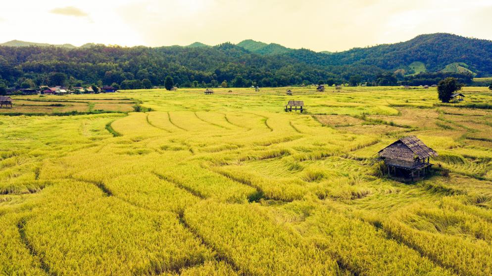 Mae Hong Son Landschaft, Reis Mae Hong Son
