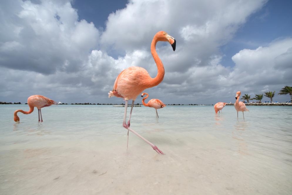 Flamingo Beach Aruba