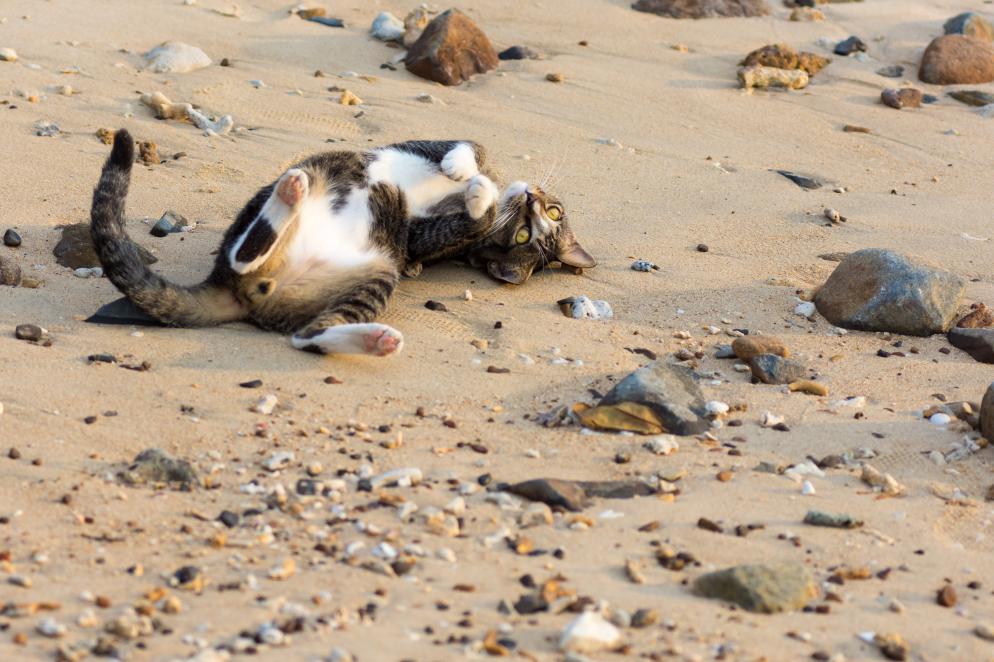 Strand, Katze Insel Penang