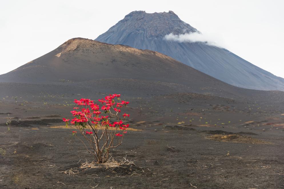 Volkan, Blume, Berg Kap Verde - Fogo & Brava
