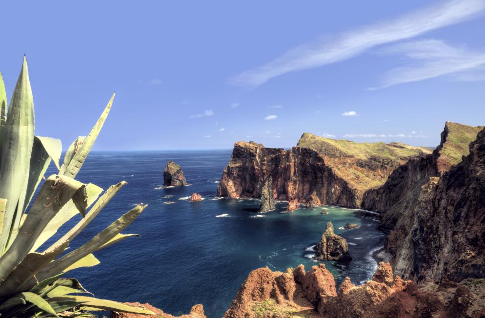 Agave, Klippen, Meer Madeira