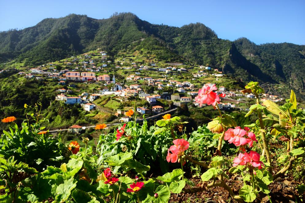 Blumen, Wald, Berg Madeira