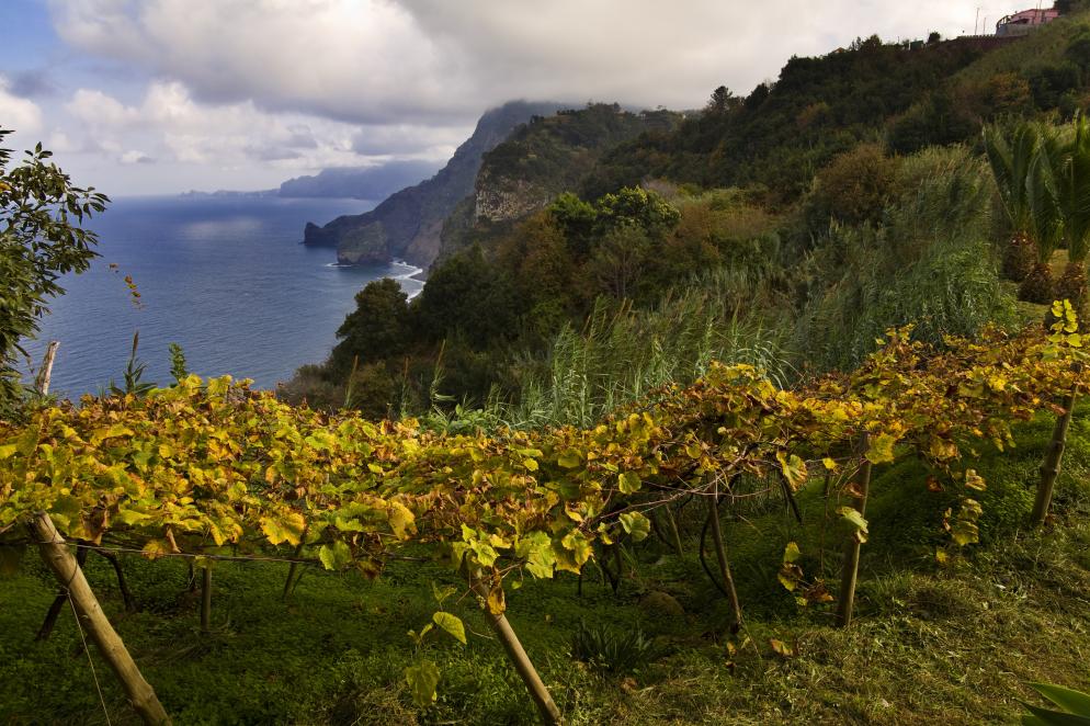 Weinberg, Meer, Küste Madeira