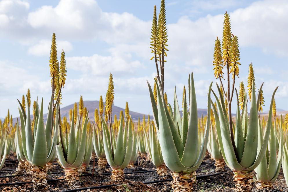 Aloe Vera Fuerteventura