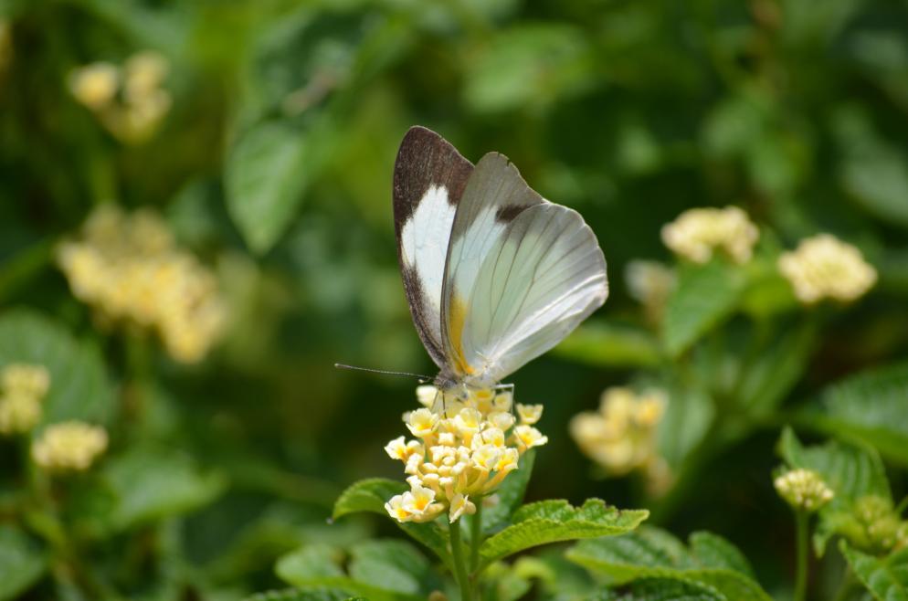 weißer Schmetterling