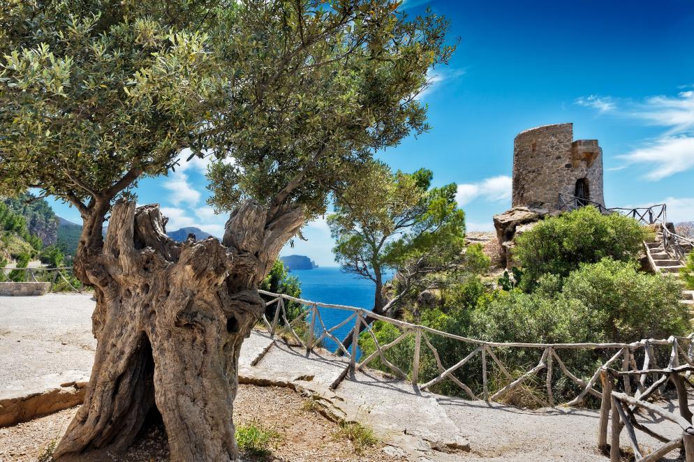 Baum, Turm, Meer Mallorca