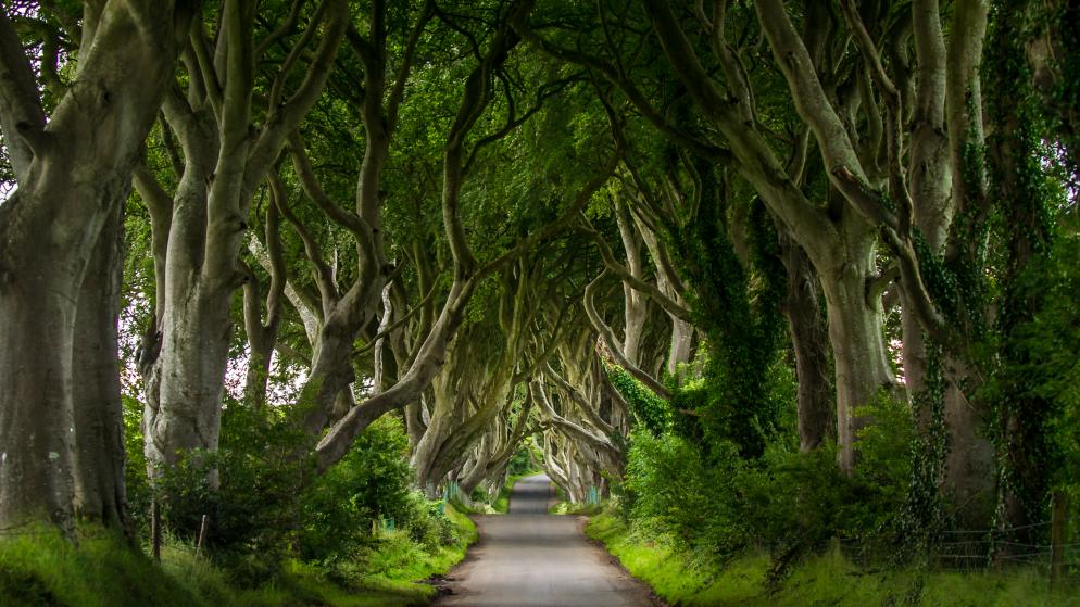 Dark Hedges Nordirland